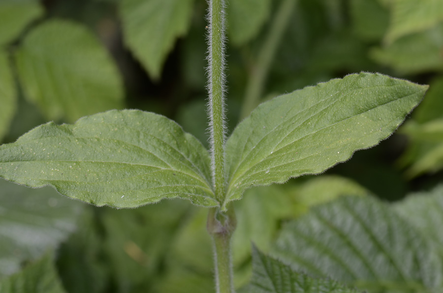 Silene dioica